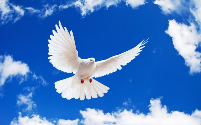 Create meme: sky pigeons, dove , white pigeons in the sky