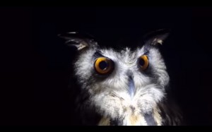Create meme: opinion owl, owl, owl eyes