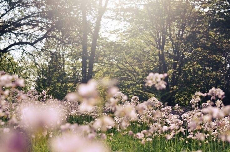 Create meme: the field of colors aesthetics pinterest, summer nature, flowers aesthetics blur