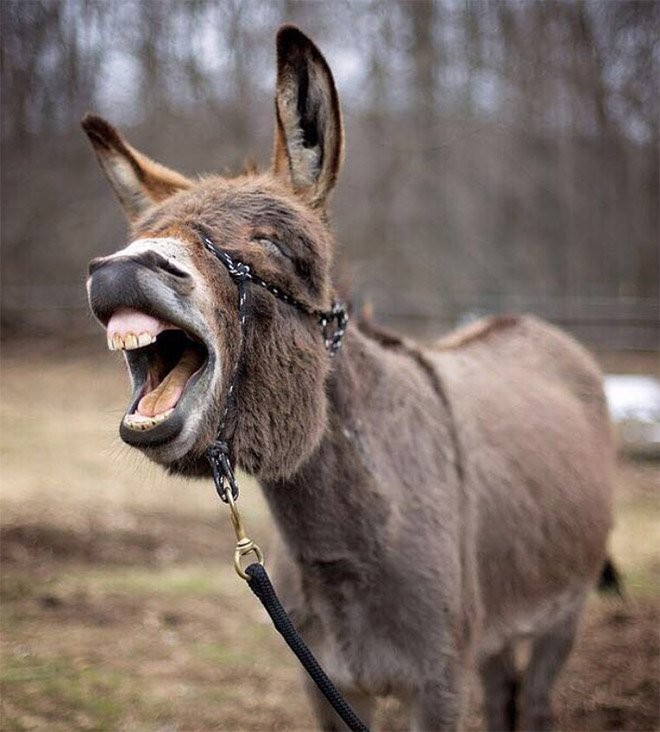 Create meme: donkey and donkey, donkey laughs, the ass is funny