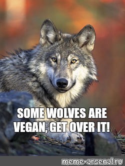 Meme Some Wolves Are Vegan Get Over It All Templates Meme Arsenal Com