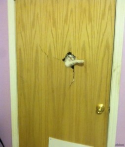 Create meme: the door, memes, kitty