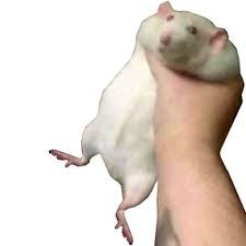 Create meme: hamster in hand meme, hamsters meme, The rat is a hamster