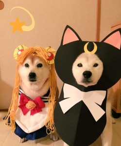 Создать мем: shiba inu, акита сиба ину, вельш корги в костюме