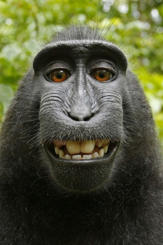 Create meme: monkey eyes, funny animal, the funny muzzles