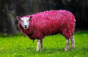 Create meme: sheep sheep, breeds of sheep, sheep