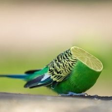 Create meme: wavy parrot, budgie