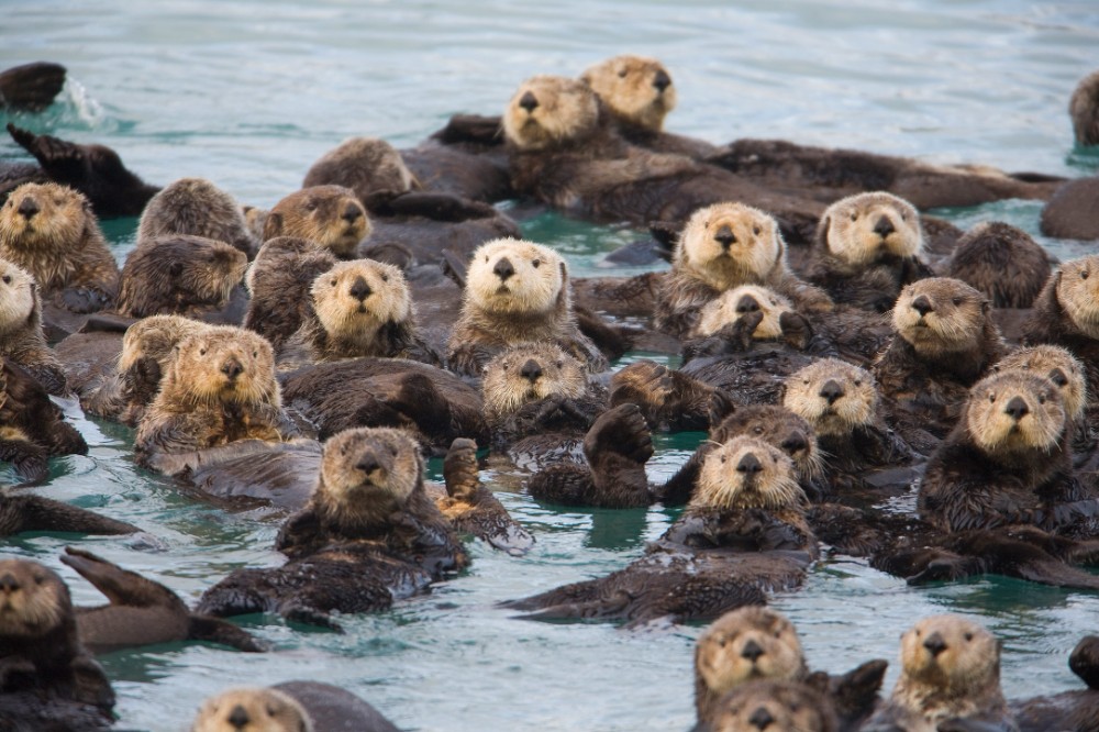 Создать мем "sea otter, морская выдра, sea otter calendar" - Картинки