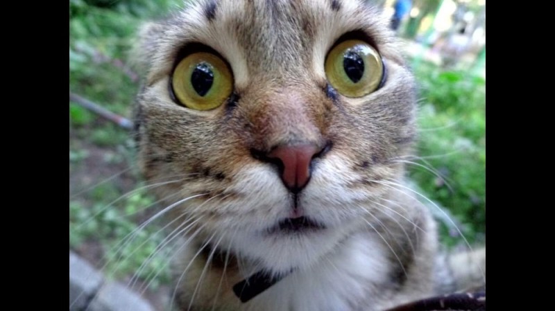 Create meme: surprised kitty, cat , a very surprised cat