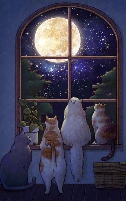 Создать мем: кот и луна, лунный кот, кошачий мир корейской художницы limduey