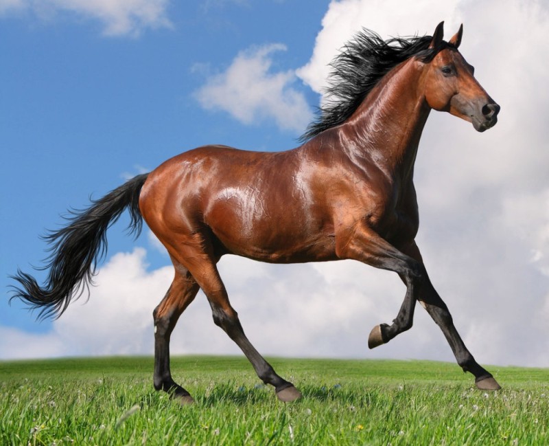 Create meme: horse horse, horse , horse mare