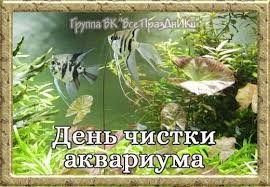 Create meme: Scalaria fish, scalaria aquarium fish, aquarium scalaria