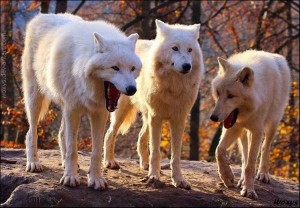 Create meme: wolf auf, wolves white, polar wolf
