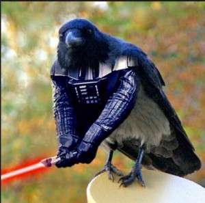 Create meme: luke i am your father, bird, crow