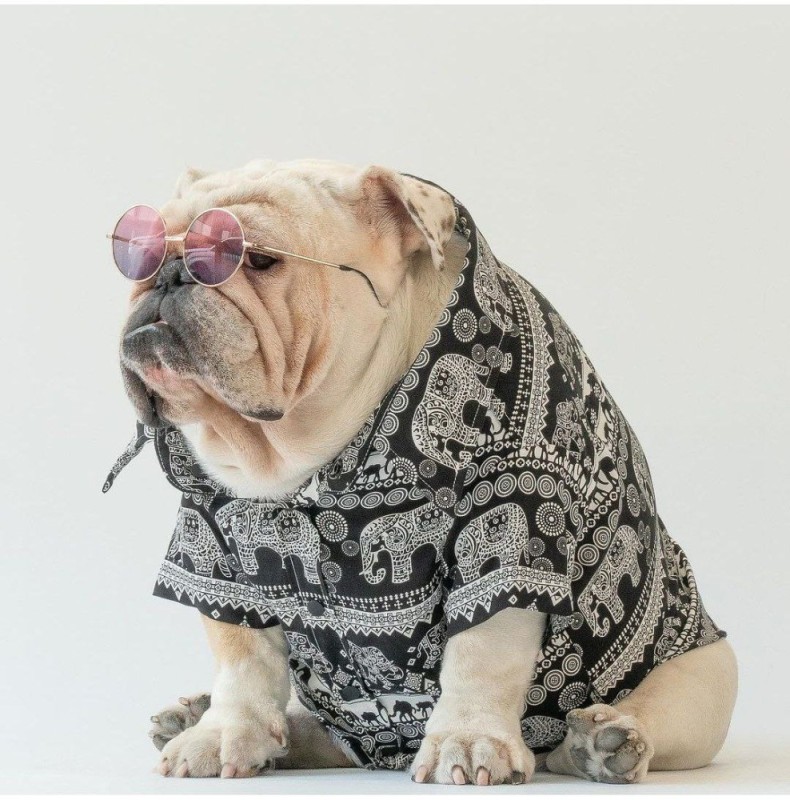 Create meme: dog bulldog , English bulldog , French bulldog 