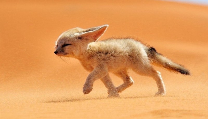Создать мем: лиса фенек, пустыня животные, пустынная лиса фенек