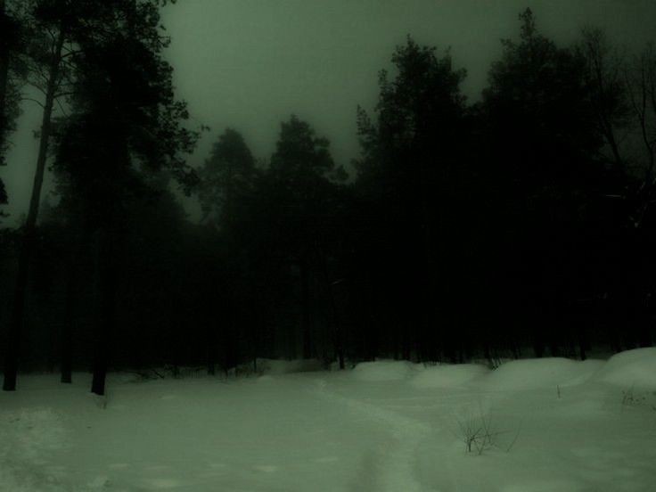 Create meme: the landscape is gloomy, night forest , the forest dark