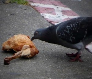 Create meme: pigeons doves, urban dove, funny pigeon