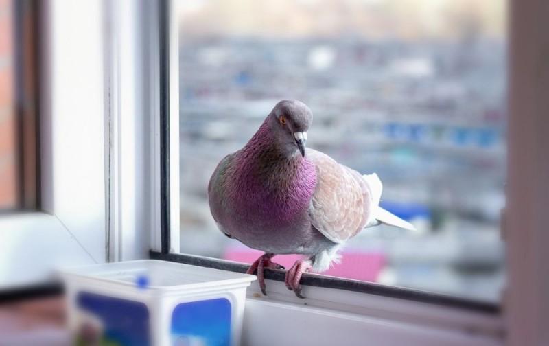 Create meme: nestling of a dove , pigeons doves, dove 