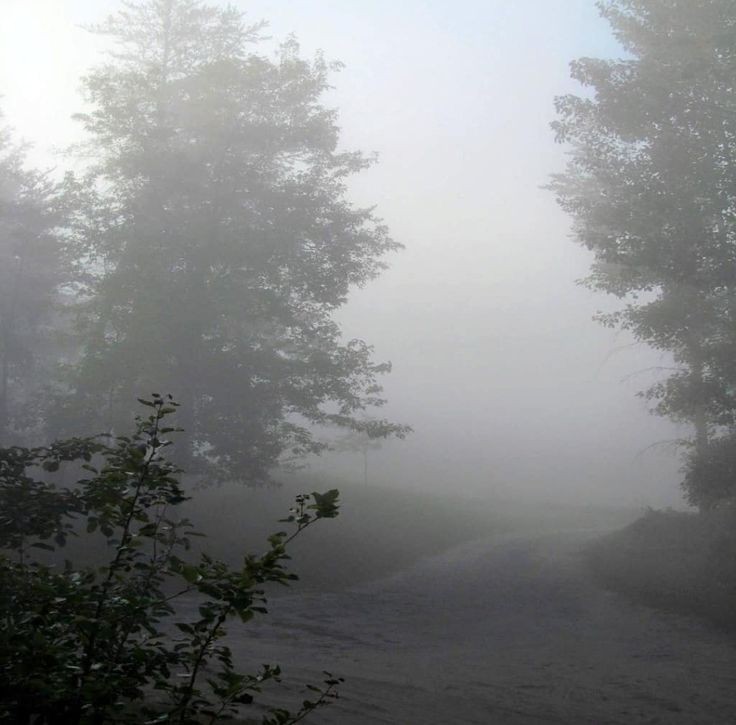 Create meme: morning mist , nature fog, grey fog