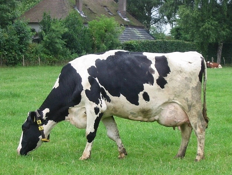 Создать мем: голштинская корова, молочная порода коров, голштинская порода коров