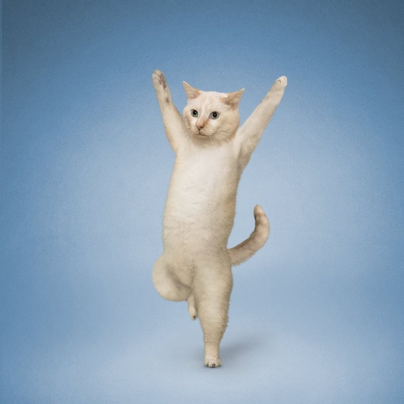 Create meme: yoga cat, The yogi cat, the dancing cat