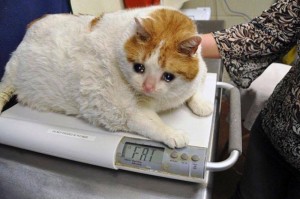 Создать мем: кошачье ожирение, самый толстый кот, самый толстый кот в мире