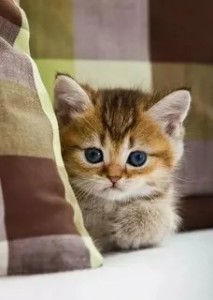 Create meme: cute kittens, seals, animals cats