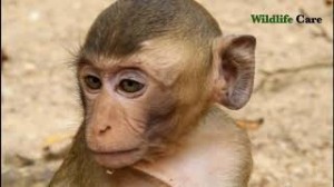 Create meme: Monkeys, haircut is a monkey, monkey