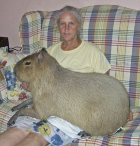 Create meme: capybaras, the largest rodent is the capybara