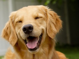 Create meme: good boy Retriever, smiling dog, golden retriever