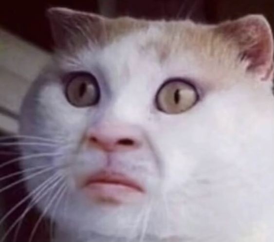 Создать мем: коты мемы, лицо кошки, сумасшедшая кошка мем