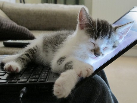 Создать мем: кот и компьютер, кот за компьютером, котик с компьютером