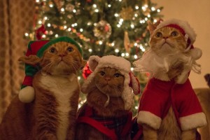 Create meme: new year, new year seals, Christmas cats