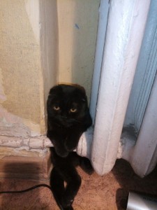 Create meme: lop-eared, Scottish fold cat, black Scottish fold cat