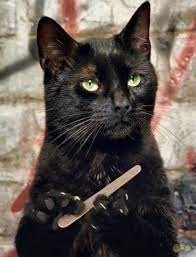 Create meme: a cat with a nail file, black cat , cat 