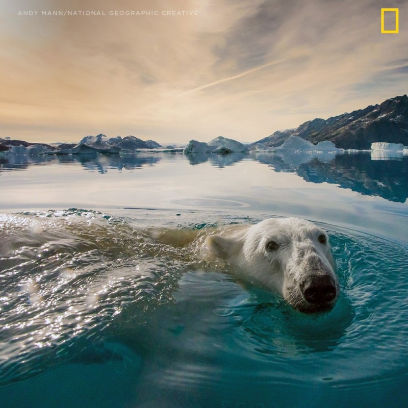 Create meme: polar bear , The polar bear is swimming, polar bear under water