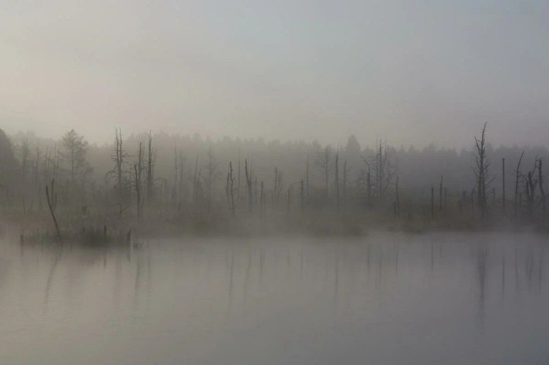 Create meme: swamp swamp aesthetics, the swamp in the fog, swamp fog