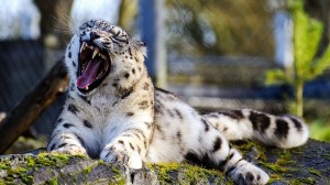Create meme: IRBIS or snow leopard, the snow leopard yawns, IRBIS snow leopard