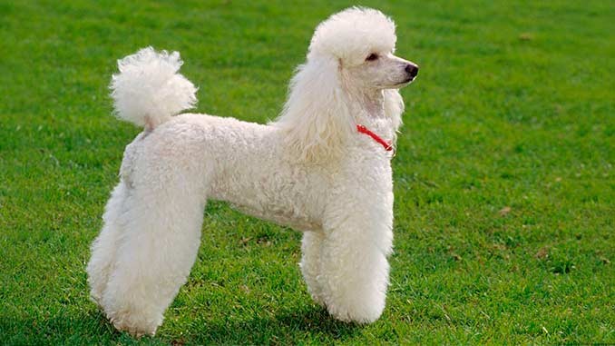 Create meme: white toy poodle, big white poodle, white poodle