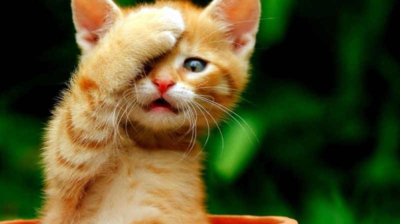 Create meme: Funny kitty, the ginger cat is funny, funny kitten