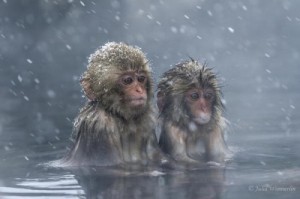 Создать мем: макака, monkey, national geographic