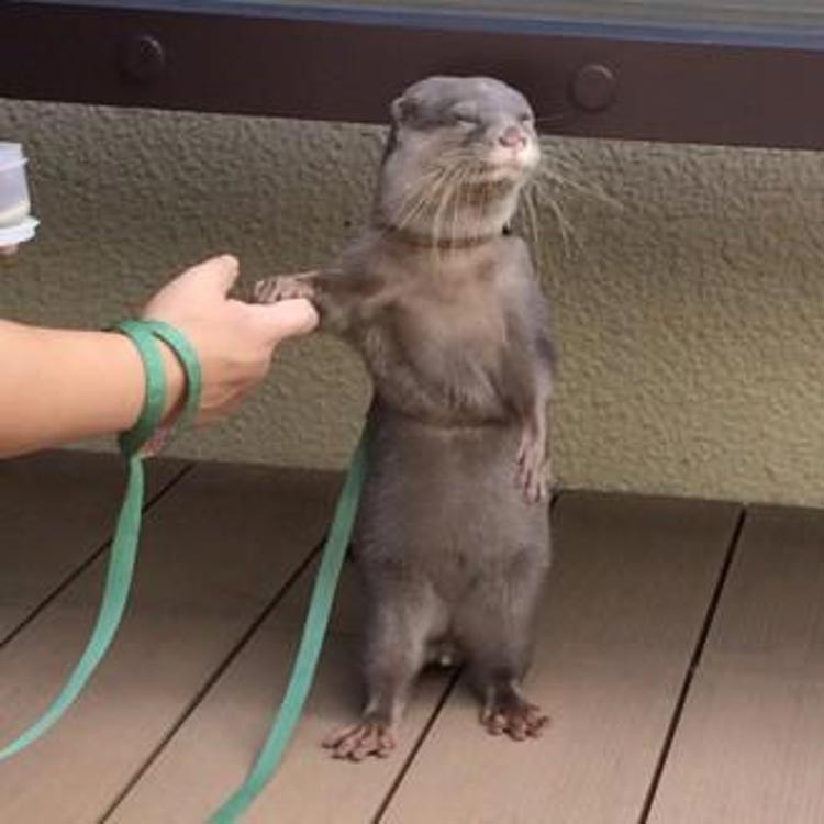 Create meme: otter , the otter is tame and domestic, animal otter