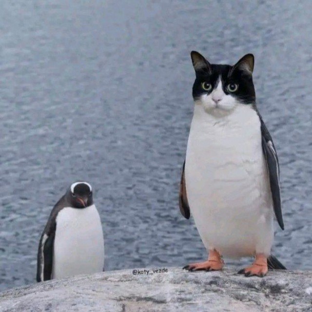 Создать мем: пингвин антарктический, что такое пингвины и котенок, пингвин смешной