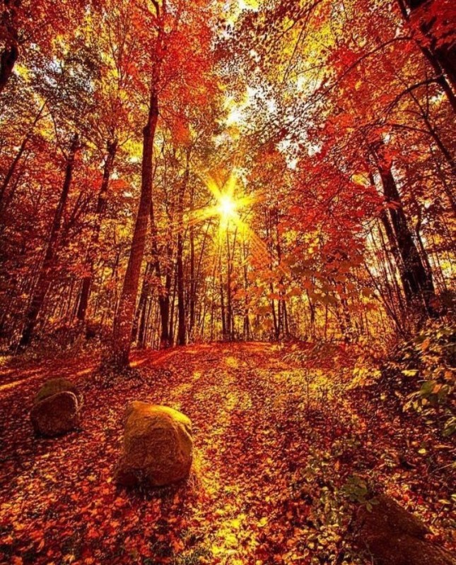 Create meme: autumn nature, autumn forest , autumn is beautiful