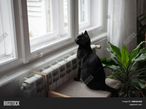Создать мем: кот сидит на окне, кошка, черная. кошка на окне эстетикс