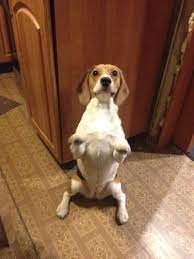 Create meme: dog breed Beagle, breed Beagle, Beagle dog