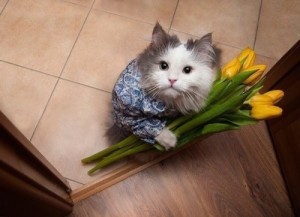 Create meme: Cat with flowers on March 8