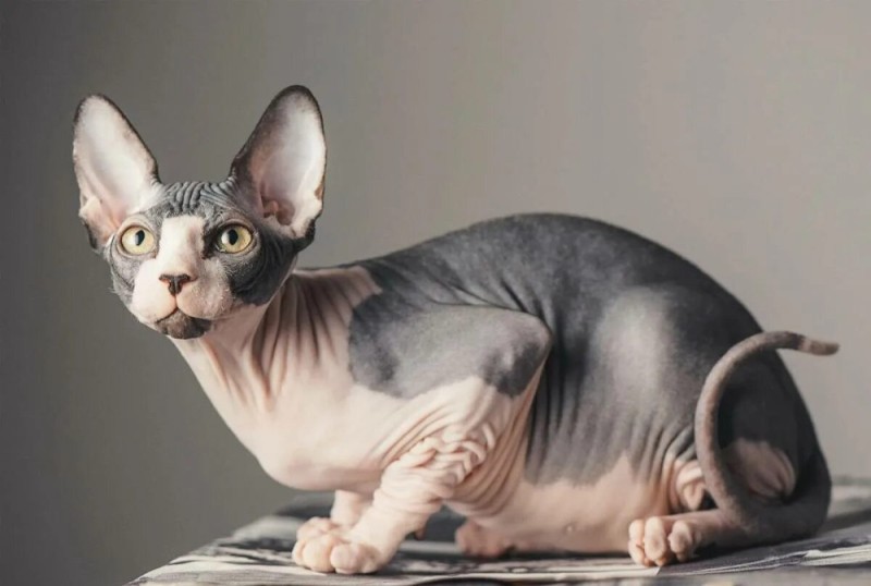 Create meme: sphinx cat breed, Sphynx, Sphinx 