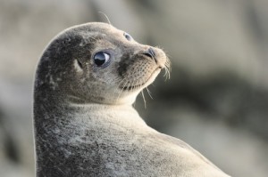 Create meme: seals, animals, seal meme